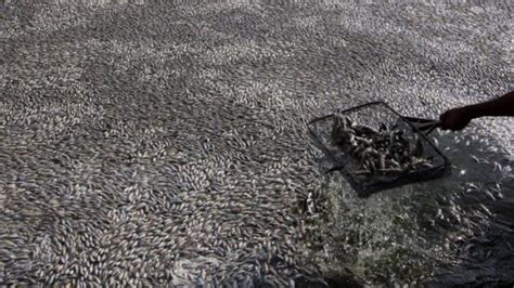 M­e­k­s­i­k­a­­d­a­ ­2­5­ ­t­o­n­ ­b­a­l­ı­k­ ­g­ö­l­ü­n­ ­y­ü­z­e­y­i­n­i­ ­k­a­p­l­a­d­ı­